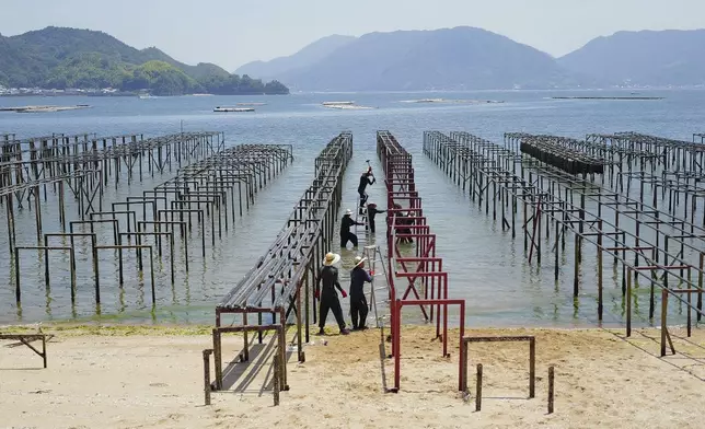 Workers build racks for cultivating oysters, a local specialty, off the coast of Ninoshima, an island where thousands of the dead and dying were brought after the first atomic bomb detonated 80 years ago, western Japan, Monday, July 7, 2025. (AP Photo/Eugene Hoshiko)