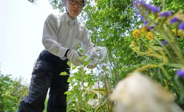After planting chrysanthemum flowers and offering prayers, Rebun Kayo, a Hiroshima University researcher, pours water to prepare for his search for remains of victims of the 1945 Hiroshima bombing in Ninoshima in Hiroshima, western Japan, Tuesday, July 8, 2025. (AP Photo/Eugene Hoshiko)