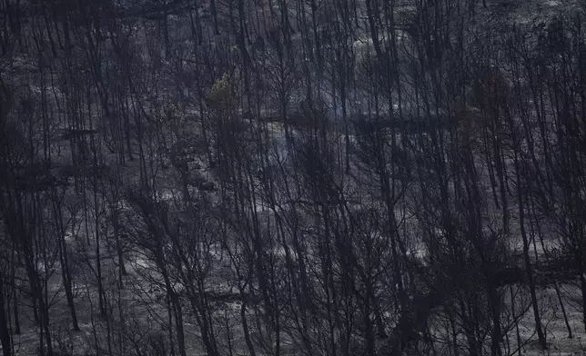 Burned trees are pictured during one of the largest wildfire in decades in Fontjoncouse, southern France, Friday, Aug.8, 2025. (AP Photo/Manu Fernandez)