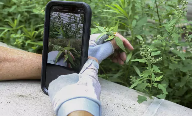 FILE - In this July 27, 2018 photo, Susan Hewitt photographs a daisy-like weed known as 'shaggy soldier' and adds it to iNaturalist in the New York City EcoFlora project. (AP Photo/Emiliano Rodriguez Mega, file)