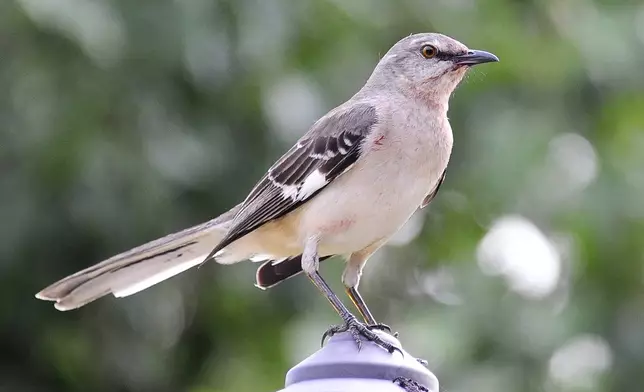 FILE - A northern mockingbird appears on April 28, 2015, in Houston. (AP Photo/Pat Sullivan, File)