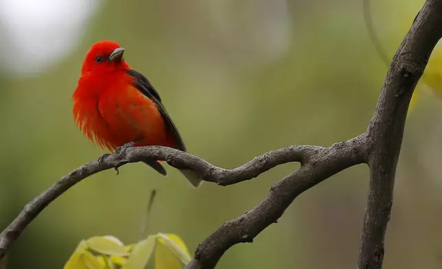 FILE - A male scarlet tanager is seen on a tree on World Migratory Bird Day, May 9, 2020, in Lutherville-Timonium, Md. (AP Photo/Julio Cortez, file)