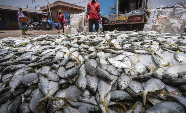 Workers pack and ice fresh caught fish at the fish landing site in Tanji, Gambia, on March 25, 2025. (AP Photo/Grace Ekpu)