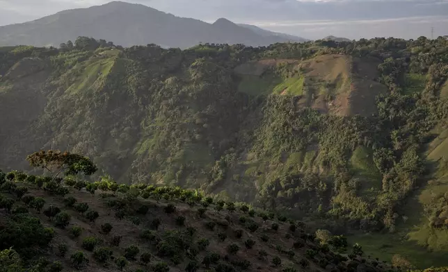 With the help of Indigenous Guards, residents make a living from protected coffee cultivation, front, while coca crops grow, back right, in an area controlled by an armed group of FARC dissidents July 16, 2025, in Piendamo reserve, Cauca, Colombia. (AP Photo/Nadège Mazars)
