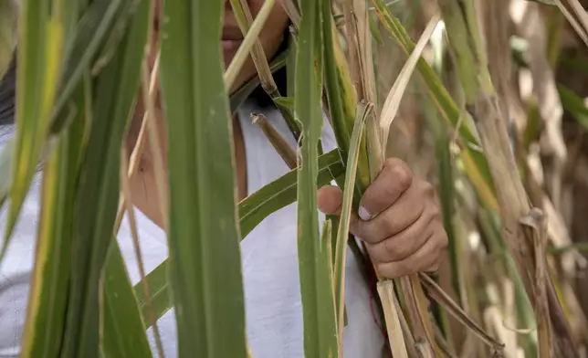 Fernández, a woman in her mid-30s who asked to be identified only by her last name for fear of reprisals, was 12 when armed men came looking for her in her rural Cauca community, poses for a photo on July 17, 2025, in Caldono, Colombia. She managed to escape after three years. (AP Photo/Nadège Mazars)