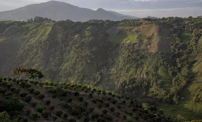 With the help of Indigenous Guards, residents make a living from protected coffee cultivation, front, while coca crops grow, back right, in an area controlled by an armed group of FARC dissidents July 16, 2025, in Piendamo reserve, Cauca, Colombia. (AP Photo/Nadège Mazars)