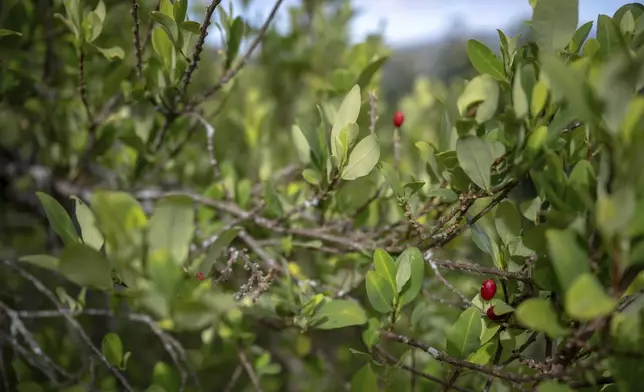 A few coca trees, used by Indigenous communities for ritual purposes, grow near a school on July 18, 2025, in Manuelico village, Caldono, Colombia. (AP Photo/Nadège Mazars)