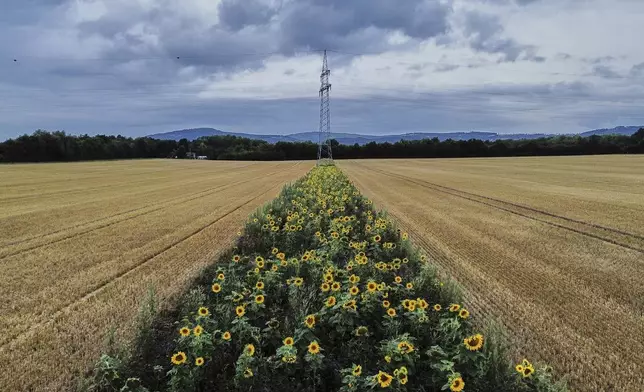 A small field of sunflowers is pictured in the outskirts of Frankfurt, Germany, Thursday, July 31, 2025. (AP Photo/Michael Probst)