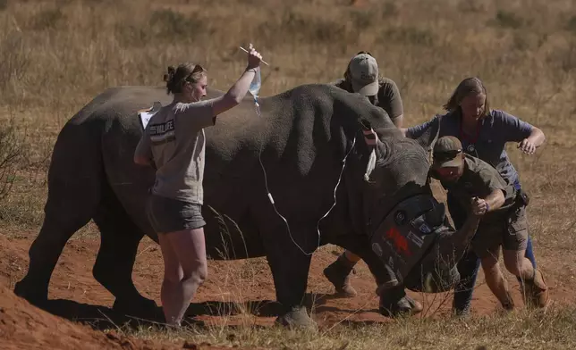 A sedated rhino is being prepared before a hole is drilled into its horn and isotopes carefully inserted, at a rhino orphanage in Mokopane, South Africa, Thursday, July 31, 2025. (AP Photo/Alfonso Nqunjana)
