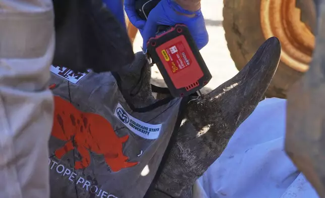 Professor James Larkin drills a hole into a rhinos horn to inject with radioactive isotopes, at a rhino orphanage in Mokopane, South Africa, Thursday, July 31, 2025. (AP Photo/Alfonso Nqunjana)