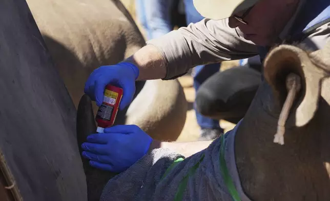 Professor James Larkin injects the horn of a rhino with radioactive isotopes, at a rhino orphanage in Mokopane, South Africa, Thursday, July 31, 2025. (AP Photo/Alfonso Nqunjana)