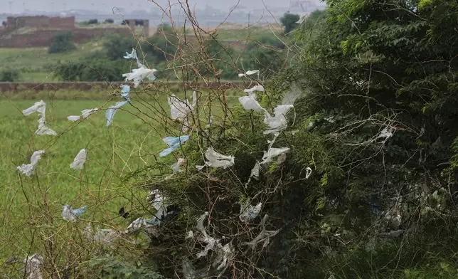Torn plastic sheets hang over the dry branches of a tree at a field, in Lahore, Pakistan, Thursday, Aug. 7, 2025. (AP Photo/K.M. Chaudary)