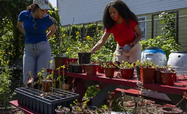 Alicia White, president and founder of the Project Petals, right, and her sister, Tiffany White, work at Paradise Community Garden, Friday, Aug. 8, 2025, in Inwood, N.Y. (AP Photo/Yuki Iwamura)