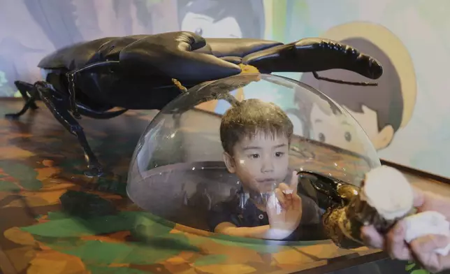 Asahi Yamauchi, 4, looks at a beetle and plays at an exhibition devoted to insects in Tokyo, Thursday, July 31, 2025. (AP Photo/Yuri Kageyama)