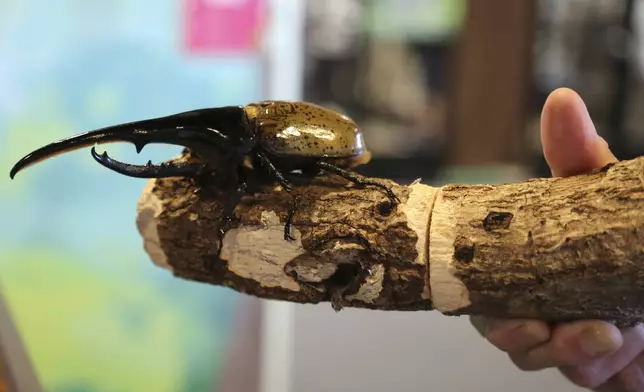 Toyoji Suzuki holds a beetle, known as Hercules, at an exhibition devoted to insects in Tokyo, Thursday, July 31, 2025. (AP Photo/Yuri Kageyama)
