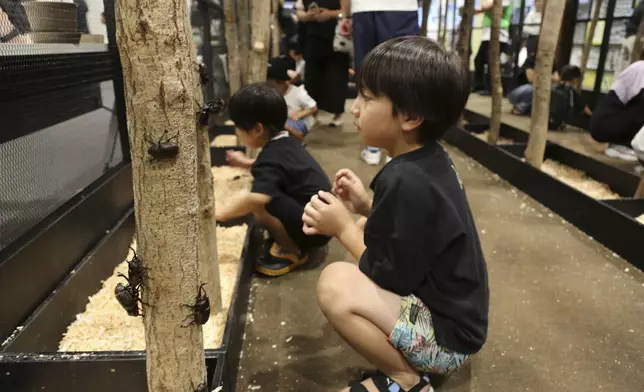 Children look at beetles at an exhibition devoted to insects in Tokyo, Thursday, July 31, 2025. (AP Photo/Yuri Kageyama)