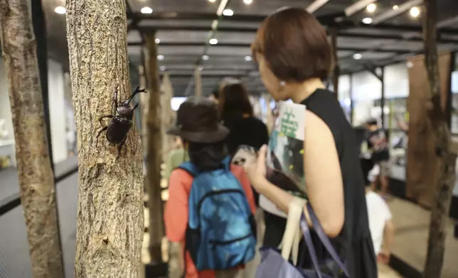 People walk around a cage to look at bugs at an exhibition devoted to insects in Tokyo, Thursday, July 31, 2025. (AP Photo/Yuri Kageyama)