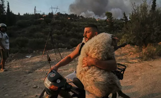 A man carries a sheep on the motorcycle during a wildfire in Patras city, western Greece, Wednesday, Aug. 13, 2025. (AP Photo/Thanassis Stavrakis)