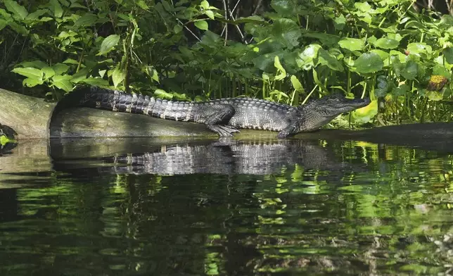 A young alligator rests on a log along the Wekiwa River, Friday, July 18, 2025, in Apopka, Fla. (AP Photo/Marta Lavandier)