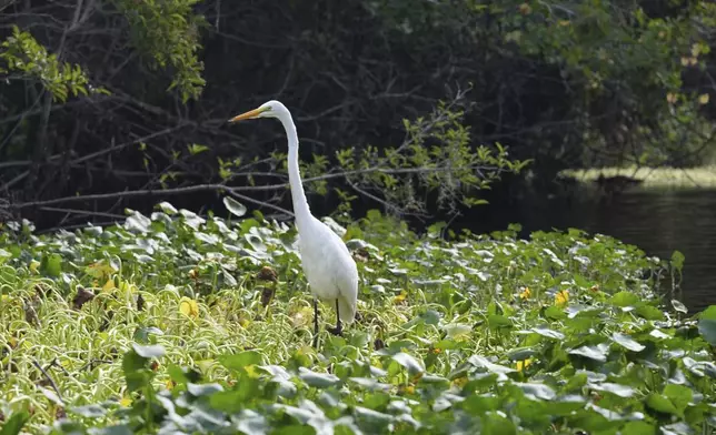 A Great Egret walks on a floating dollar weed mat along the Wekiwa River on Friday, July 18, 2025, in Apopka, Fla. (AP Photo/Marta Lavandier)