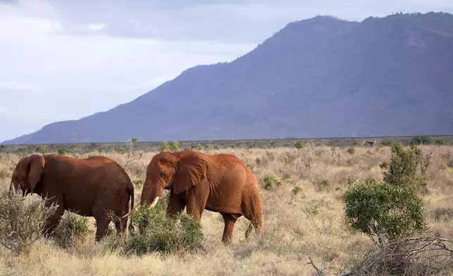 Elephants roam in Tsavo-East National Park, near Voi town in Taita-Taveta County, Kenya, on Aug. 6, 2025. (AP Photo/Brian Inganga)