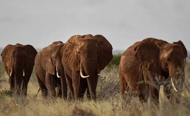Elephants roam in Tsavo West National Park, near Voi town in Taita-Taveta County, Kenya, on Aug. 7, 2025. (AP Photo/Brian Inganga)