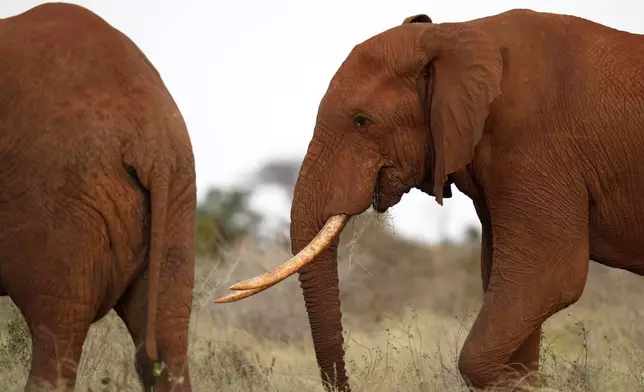 Elephants eat grass in Tsavo-East National Park, near Voi town in Taita-Taveta County, Kenya, on Aug. 6, 2025. (AP Photo/Brian Inganga)