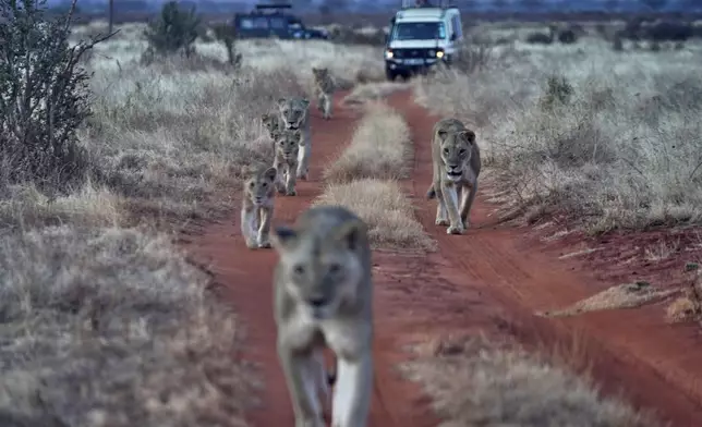 Lions roam in Tsavo-East National Park, near Voi town in Taita-Taveta County, Kenya, on Aug. 6, 2025. (AP Photo/Brian Inganga)