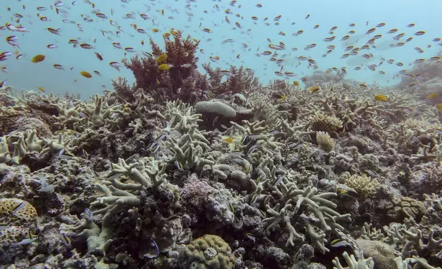 A diverse coral assemblage is seen despite impacts from the 2024 bleaching event at Pompey Reef at the northern Great Barrier Reef in far North Queensland, Australia, on Jan. 1, 2025. (Australian Institute of Marine Science via AP)