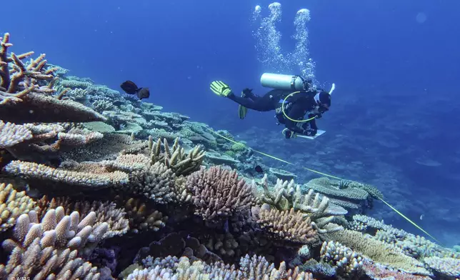 A diver inspects coral at the Great Barrier Reef in far North Queensland, Australia, Sept. 23, 2024. (Australian Institute of Marine Science via AP)