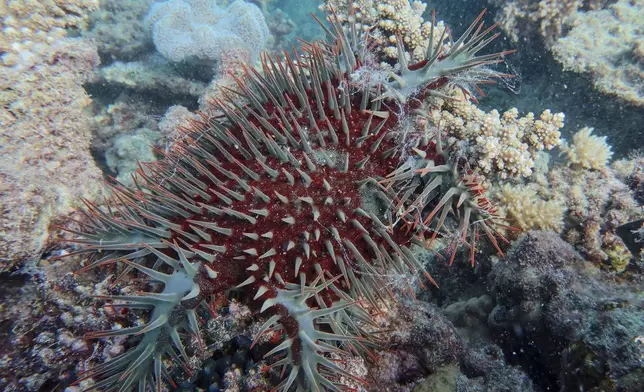 Crown-of-thorns starfish are seen at Tern Island on the northern Great Barrier Reef in far North Queensland, Australia, on Jan. 14, 2025. (Australian Institute of Marine Science via AP)