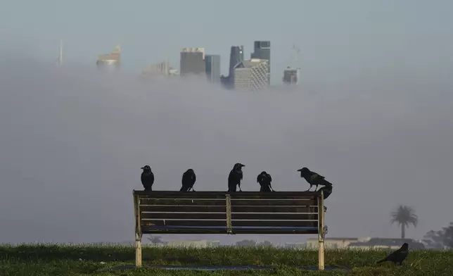 Birds sit on a park bench as a dense fog envelopes the Sydney skyline causing major commuter delays, Tuesday, Aug. 5, 2025. (AP Photo/Mark Baker)