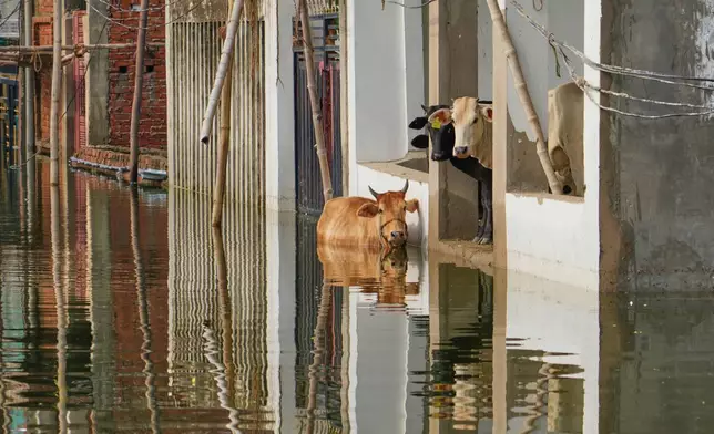Stranded cows look out from a submerged house along the banks of the river Ganga following heavy monsoon rains in Prayagraj, India, Tuesday, Aug.5, 2025.(AP Photo/Rajesh Kumar Singh)