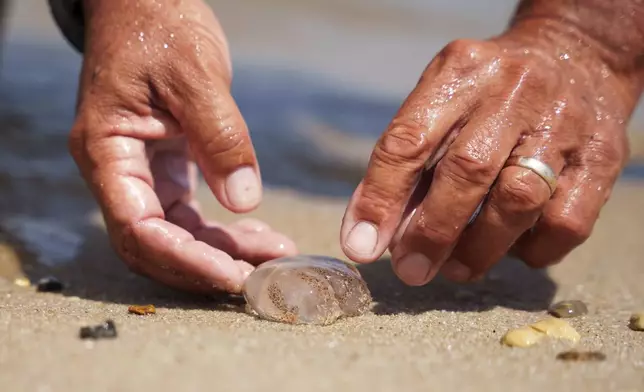 Lewes Beach Patrol Chief Mark Woodard rests a moon jellyfish on the sand at Savannah Beach, in Lewes, Del., on Wednesday, July 30, 2025. (AP Photo/Mingson Lau)