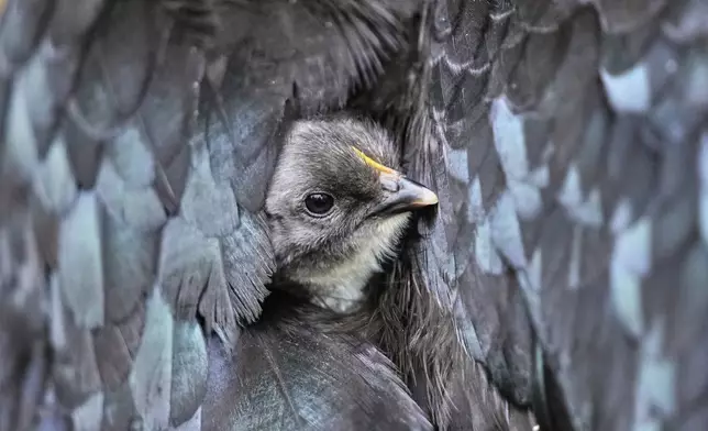 A new born chick looks out from under the feathers of its mother at a farm in Wehrheim near Frankfurt, Germany, July 14, 2025. (AP Photo/Michael Probst)