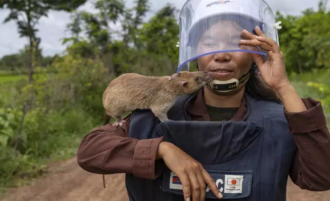 Mott Sreymom, a rat handler with the APOPO humanitarian de-mining organization, carries an African giant pouched rat back from a landmine field in Siem Reap, Cambodia, June 10, 2025. (AP Photo/Anton L. Delgado)