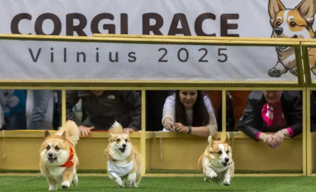 Corgis race during a international event Corgi Race Vilnius 2025 in Vilnius, Lithuania, Saturday, Aug. 23, 2025. (AP Photo/Mindaugas Kulbis)