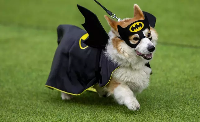 A corgi dog participates in a fashion show during a international event Corgi Race Vilnius 2025 in Vilnius, Lithuania, Saturday, Aug. 23, 2025. (AP Photo/Mindaugas Kulbis)