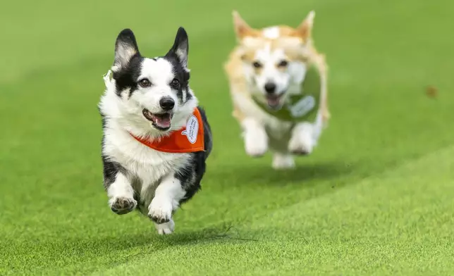 Corgis race during a international event Corgi Race Vilnius 2025 in Vilnius, Lithuania, Saturday, Aug. 23, 2025. (AP Photo/Mindaugas Kulbis)