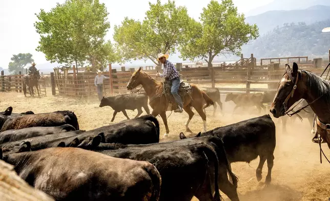 Ranchers work to evacuate cattle as the Gifford Fire burns nearby on Monday, Aug. 4, 2025, in Los Padres National Forest, Calif. (AP Photo/Noah Berger)