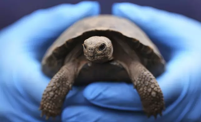 A staff member holds one of the 16 critically endangered western Santa Cruz tortoise hatchlings during their debut at the Philadelphia Zoo in Philadelphia, Wednesday, Aug. 20, 2025. (AP Photo/Matt Rourke)
