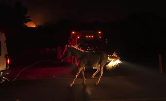 Los Angeles County Sheriff Rescue evacuates a horse as the Canyon Fire burns on Thursday, Aug. 7, 2025, in Hasley Canyon, Calif. (AP Photo/Marcio Jose Sanchez)