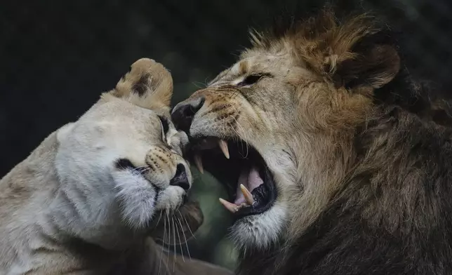 Male Barbary lion Bart and female Khalila rest in their enclosure, Czech Republic, Wednesday, Aug. 6, 2025. (AP Photo/Petr David Josek)