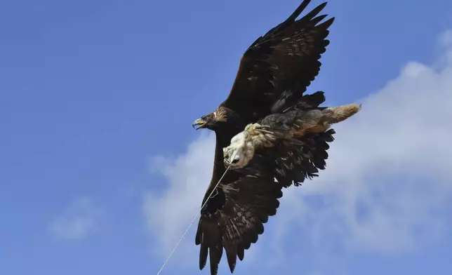 A Golden eagle carries a stuffed fox during the Kyrgyz Traditional Eagle Hunting Salbuurun Festival on the southern shore of Issyk-Kul lake, 213 km (132 miles) southeast of Bishkek, Kyrgyzstan, on Saturday, Aug. 2, 2025. (AP Photo/Vladimir Voronin)