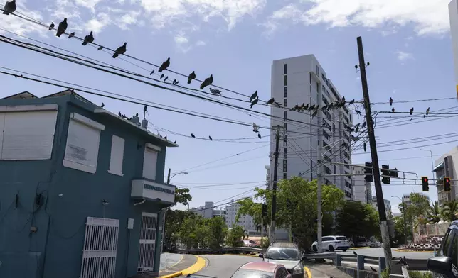Pigeons perch on power lines in Santurce, a neighborhood in San Juan, Puerto Rico, as Hurricane Erin approaches, Friday, Aug. 15, 2025. (AP Photo/Alejandro Granadillo)