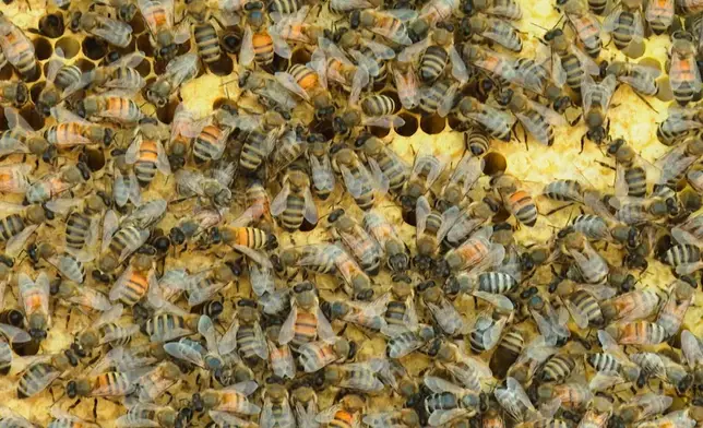 In this image made from video, bees gather on the frame of a hive box at Michigan State University's Pollinator Performance Center Wednesday, Aug. 6, 2025, in East Lansing, Mich. (AP Photo/Mike Householder)