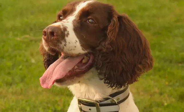 In this image made from video, an English springer spaniel named Maple pants while sitting on the grass at Michigan State University's Pollinator Performance Center Wednesday, Aug. 6, 2025, in East Lansing, Mich. (AP Photo/Mike Householder)