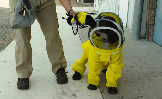In this image made from video, handler Sue Stejskal lets Maple, an English springer spaniel, sniff a bee-themed dog toy at Michigan State University's Pollinator Performance Center Wednesday, Aug. 6, 2025, in East Lansing, Mich. (AP Photo/Mike Householder)