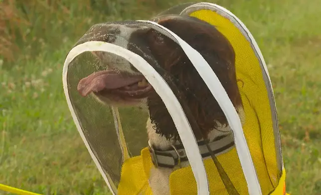In this image made from video, Maple, an English springer spaniel wearing a protective suit, looks up at her handler, Sue Stejskal, at Michigan State University's Pollinator Performance Center Wednesday, Aug. 6, 2025, in East Lansing, Mich. (AP Photo/Mike Householder)