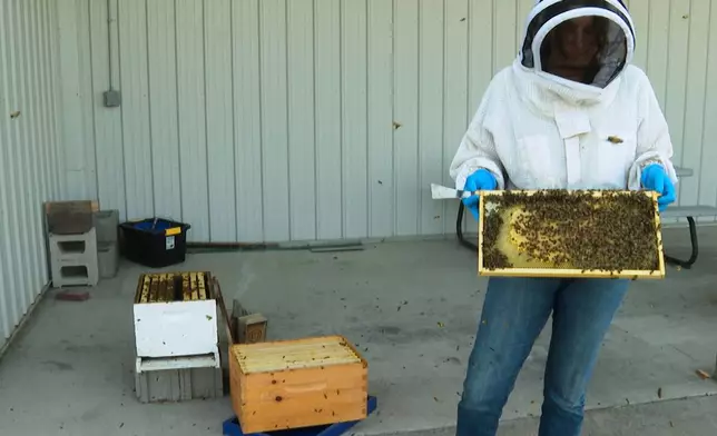 In this image made from video, Meghan Milbrath, a Michigan State University professor whose lab studies risk factors that affect honey bees' health, holds a frame covered in bees at MSU's Pollinator Performance Center Wednesday, Aug. 6, 2025, in East Lansing, Mich. (AP Photo/Mike Householder)